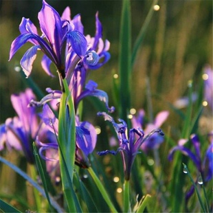 马兰花马蔺马莲花多年生宿根花草种子四季播种花籽地被热卖