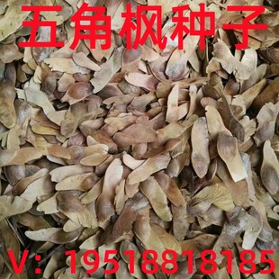 新采五角枫种子五角枫树籽绿化苗木树种子元宝枫种子元宝枫树种子