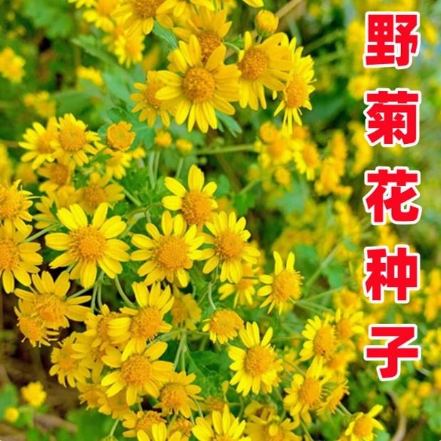 特级野黄菊花种子多年花卉种孑材药用食用泡茶甘野菊花种籽子