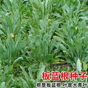 食用板蓝根种子清热材菘蓝籽板兰根苗特色野菜大青叶种籽