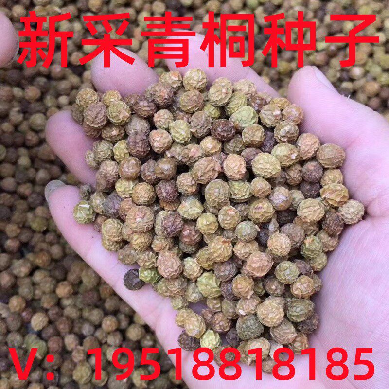 新采收青桐种子青桐树种青皮梧桐树种法桐油桐海桐籽蓝花泡桐树籽