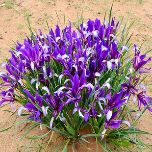 马莲种子 马莲花种子 马兰花种子 庭院耐旱耐寒简单易种花草种籽