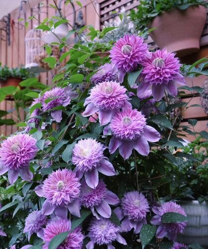 铁线莲种根花苗室内外庭院