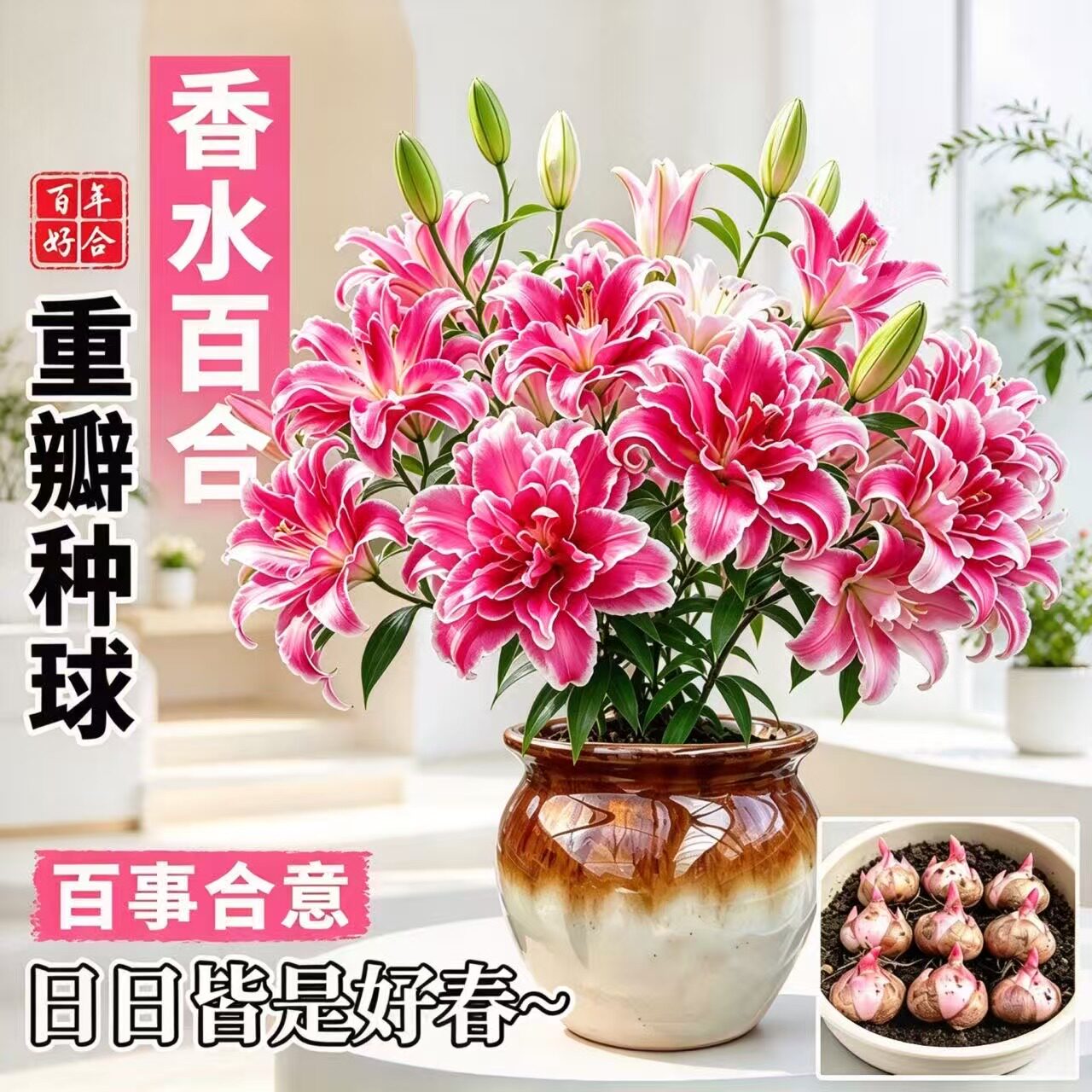 进口香水百合种球四季开花室内阳台多头百合耐寒好养重瓣大花种植