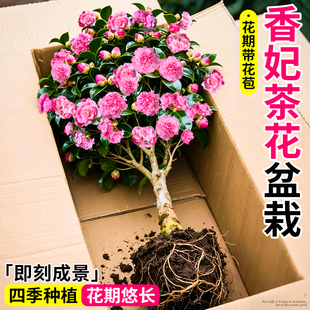 香妃茶花树苗带花苞四季山茶花盆栽花卉开花植物名贵花苗五色赤丹