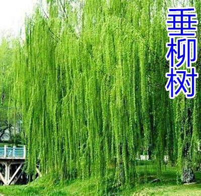 工程绿化苗黄金柳金丝垂柳垂柳小苗柳树枝条垂杨柳树苗垂柳苗_虎窝淘