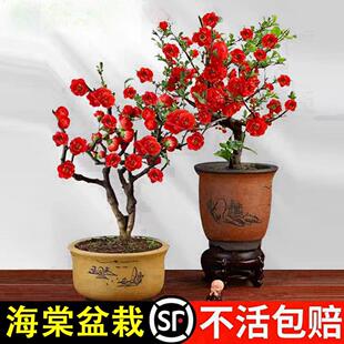 海棠花盆栽树苗庭院老桩室内重瓣花卉盆景四季开花耐寒好养活植物