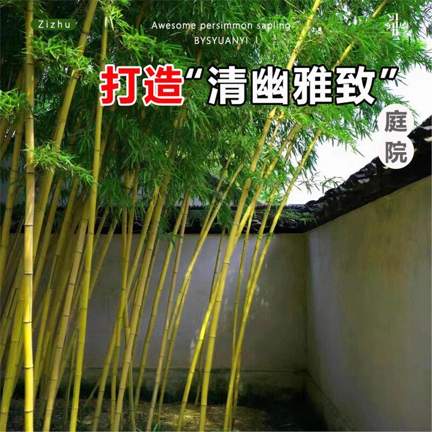 黄金竹子苗室外庭院四季常青植物毛竹罗汉竹金镶玉竹带土全国可种