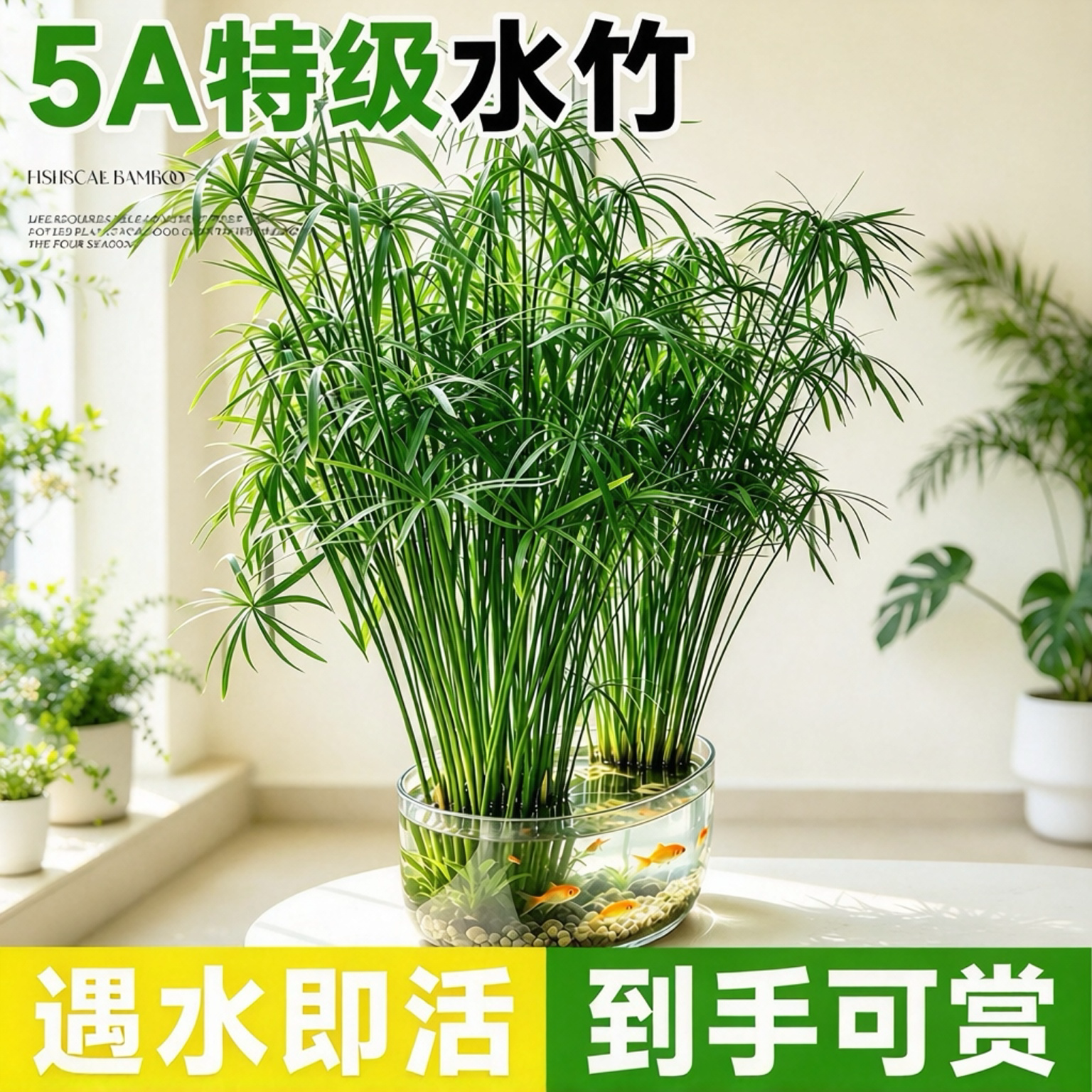 水竹水菖蒲水培旱伞草鱼池塘造景净化水质小盆栽鱼缸龟缸绿植水养