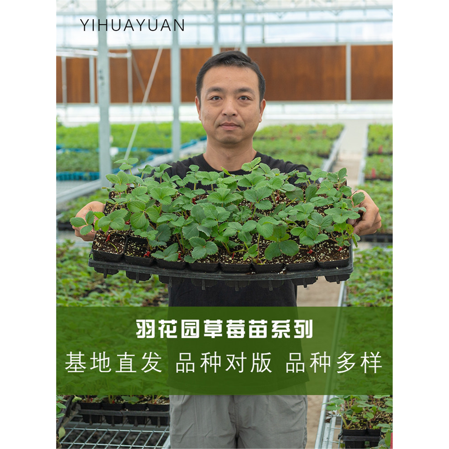 手艺人飞羽草莓苗品种对版图片