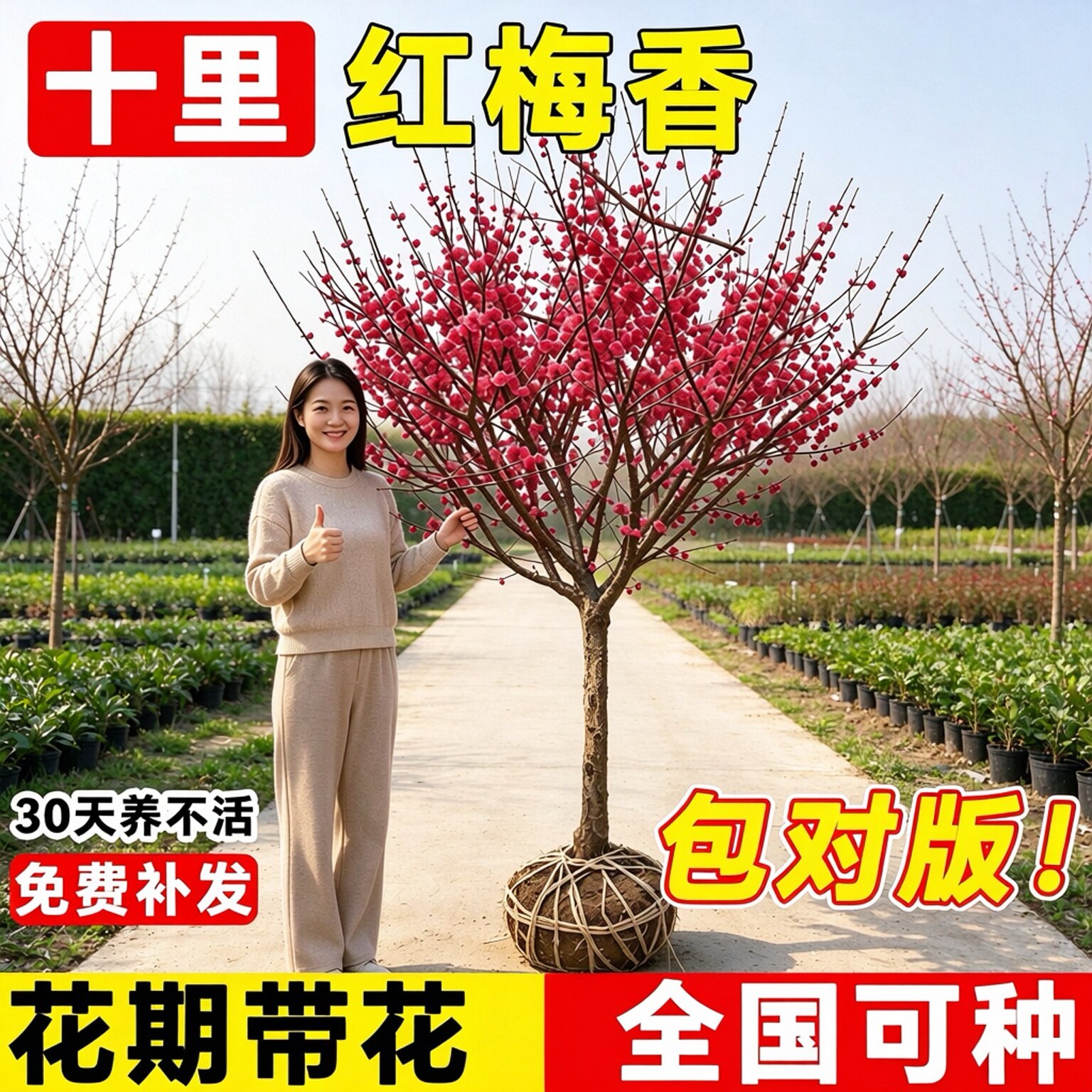 红梅花树苗庭院地栽绿梅腊梅花树苗南北方可种别墅庭院植物观赏树