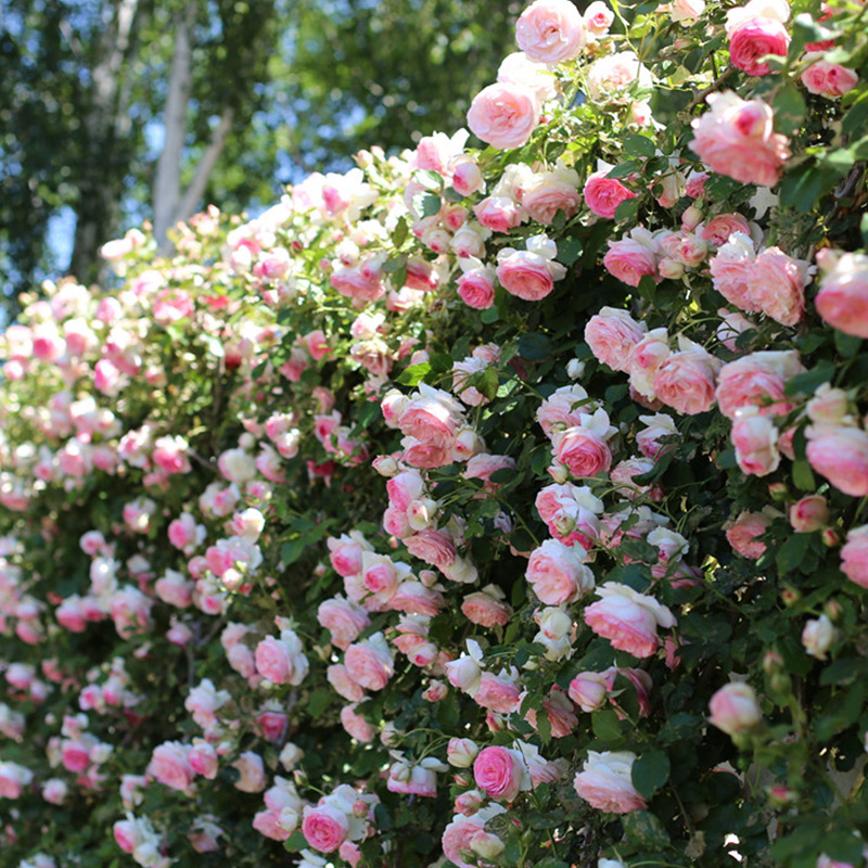 藤本月季蔷薇花苗爬藤植物四季