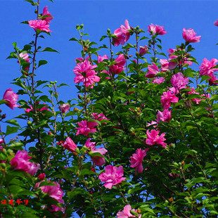 浓香重瓣木槿树苗盆栽大花客厅庭院阳台绿篱植物篱笆食用四季多花