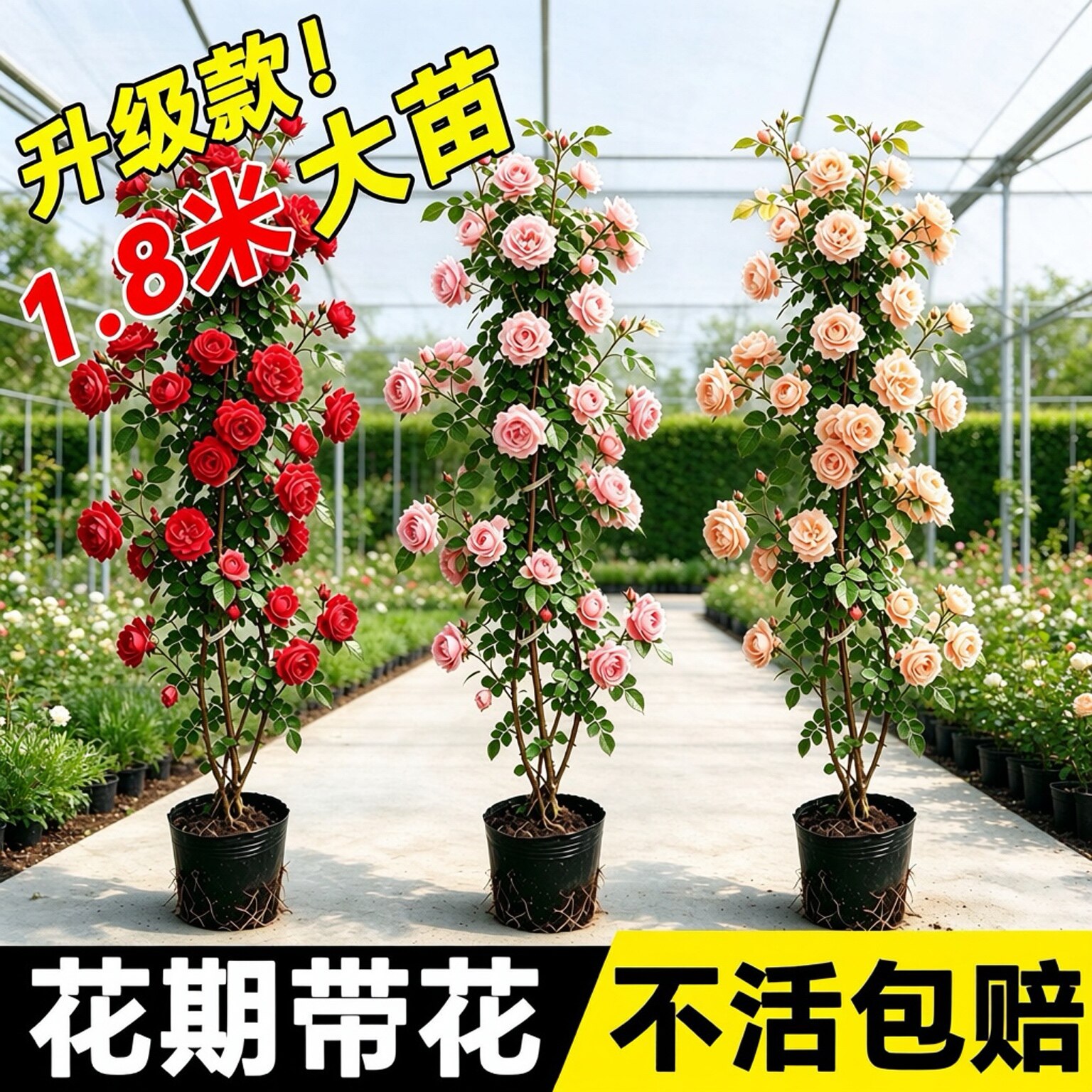 蔷薇花苗藤本月季特大藤曼植物花苗庭院四季开花爬藤植物爬墙绿植