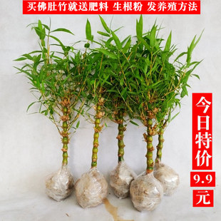 矮化佛肚竹盆栽罗汉竹盆景绿色植物凤尾竹米竹庭院竹子多年生竹子
