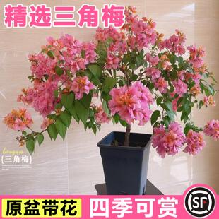 金发女郎三角梅盆栽带花多季开花勤花庭院阳台爬藤花苗南北方好养