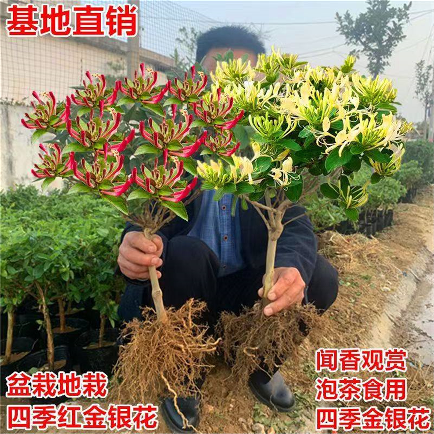 金银花树苗四季药用爬藤老桩红色盆栽盆景种植开花可食用花苗