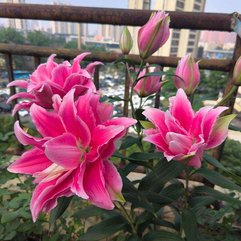 进口重瓣香水百合花种球四季花卉室内阳台好养盆栽多年生花卉绿植