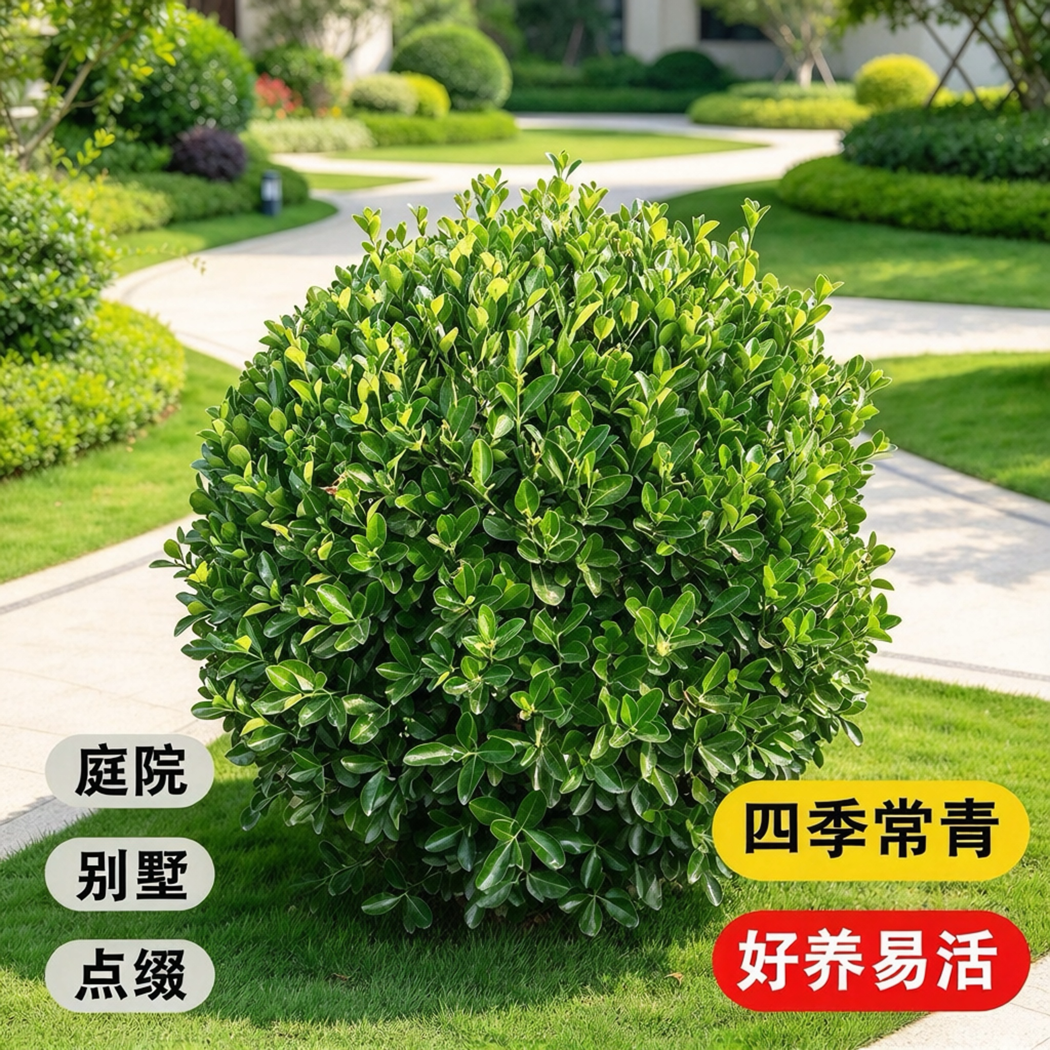 四季常青耐寒大叶冬青球树苗