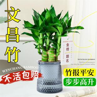 水养文昌竹4支金榜题名富贵竹水培植物带根绿植室内盆栽竹子盆景