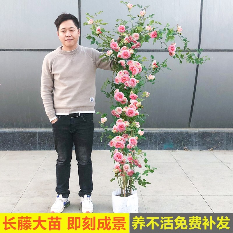 月季花苗特大花庭院藤本蔷薇浓香玫瑰四季开花卉盆栽藤蔓植物爬藤,3C数码配件,USB多功能数码宝,淘宝优惠券,粉丝福利购,淘宝优惠卷