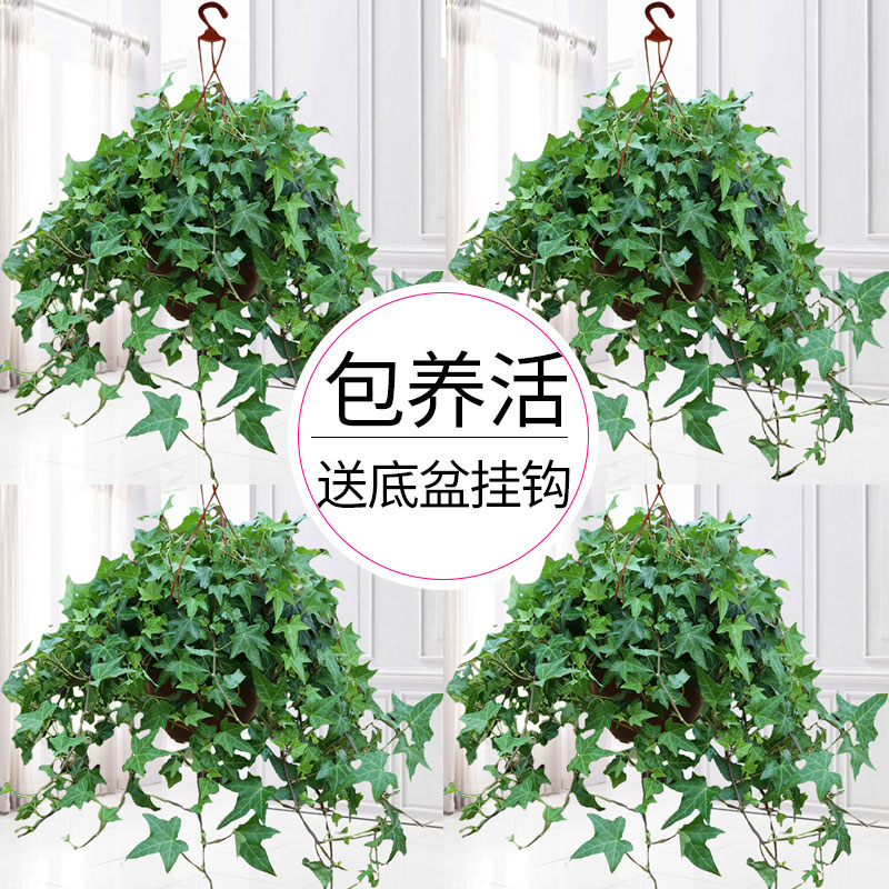 常春藤盆栽室内垂吊兰植物好图片