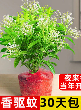 夜来香盆栽花树苗室内驱蚊
