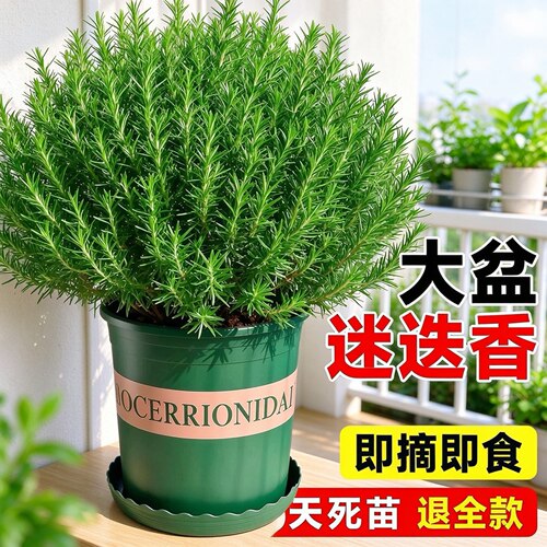 大盆迷迭香盆栽百里香薄荷叶紫苏煎牛排用旗舰店30天死苗退全款