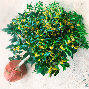 桂花树苗盆栽庭院植物金桂丹桂浓香型花卉好养易活小盆景