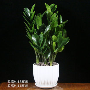 金钱树盆栽树苗客厅钱串子小发财树大盆好养四季绿植室内植物花卉