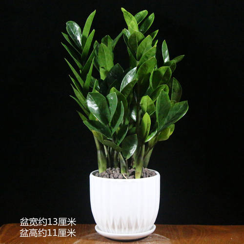 金钱树盆栽苗客厅串子小发