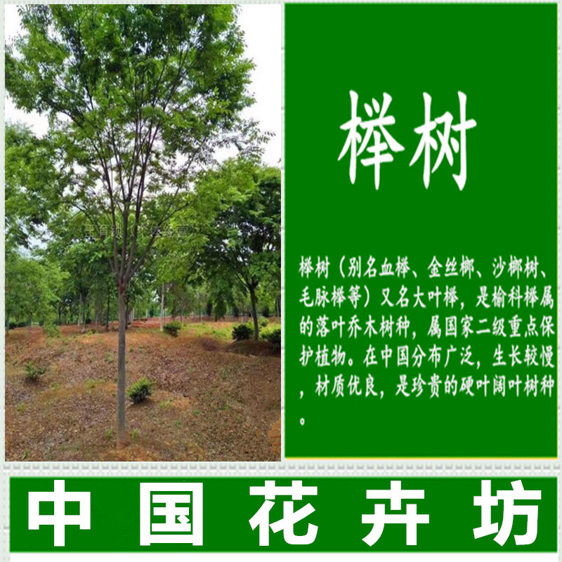 榉树苗大树苗红榉道路园林