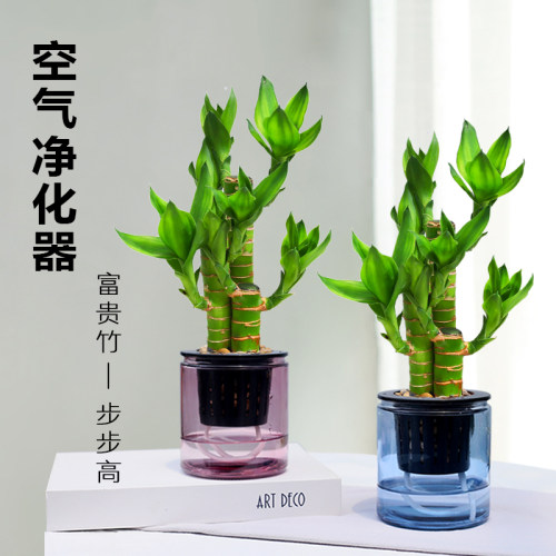 富贵竹盆栽办公室招财植物内