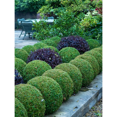 球型植物绿冠状冬青黄杨树