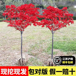 红枫树苗四季中国红庭院美国日本红舞姬盆景园林绿化植物苗木抗寒