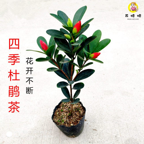 四季茶花不开断红山盆栽夏