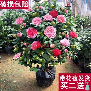 浓香茶花树苗盆栽香妃四季 开花五色赤丹带花苞阳台庭院观花植物