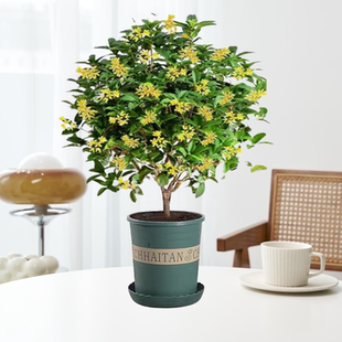 永福花乡园艺 带花苞 四季桂花室内盆栽 树苗浓香型四季桂花树
