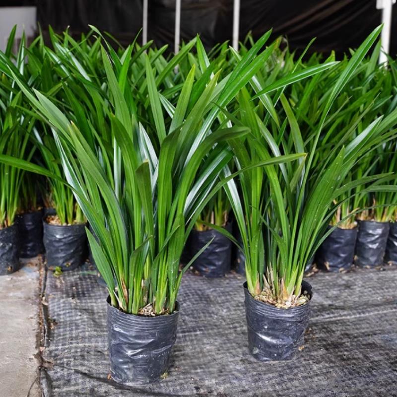 浓香兰花盆栽墨企黑报岁宽