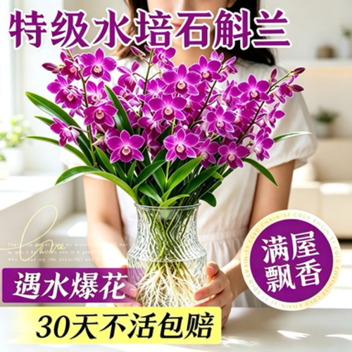 石斛兰水培盆栽带苞易养