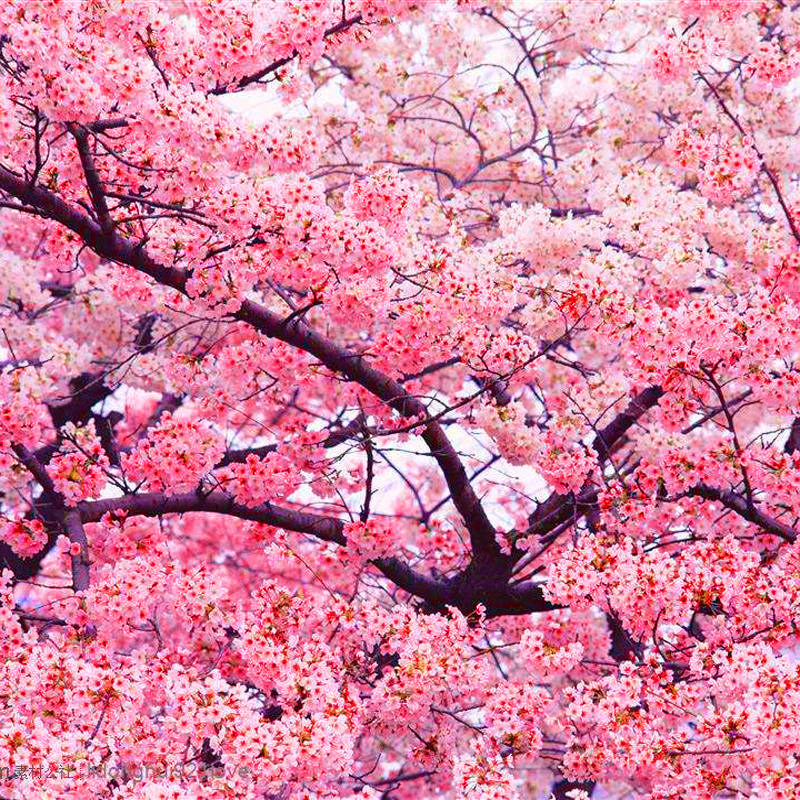 日本四季樱花树苗盆栽别墅庭院植物染井吉野开花南方北方耐寒花卉