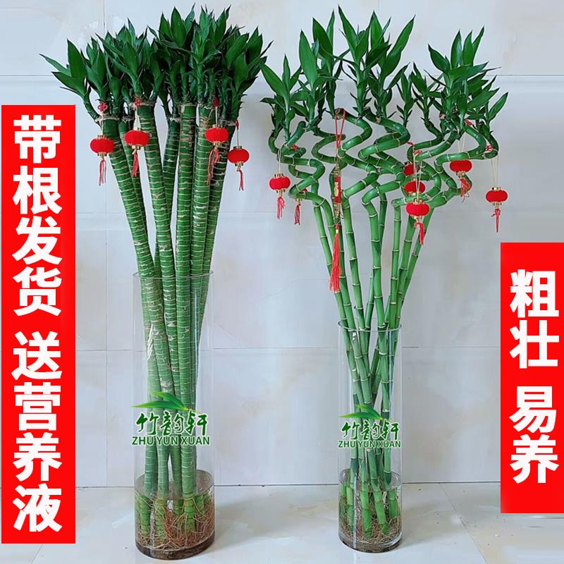 多头龙竹富贵转运水养培带