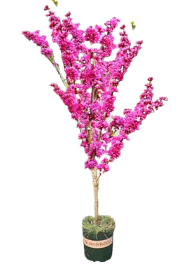 树苗四季耐寒室外庭院种植紫荆花