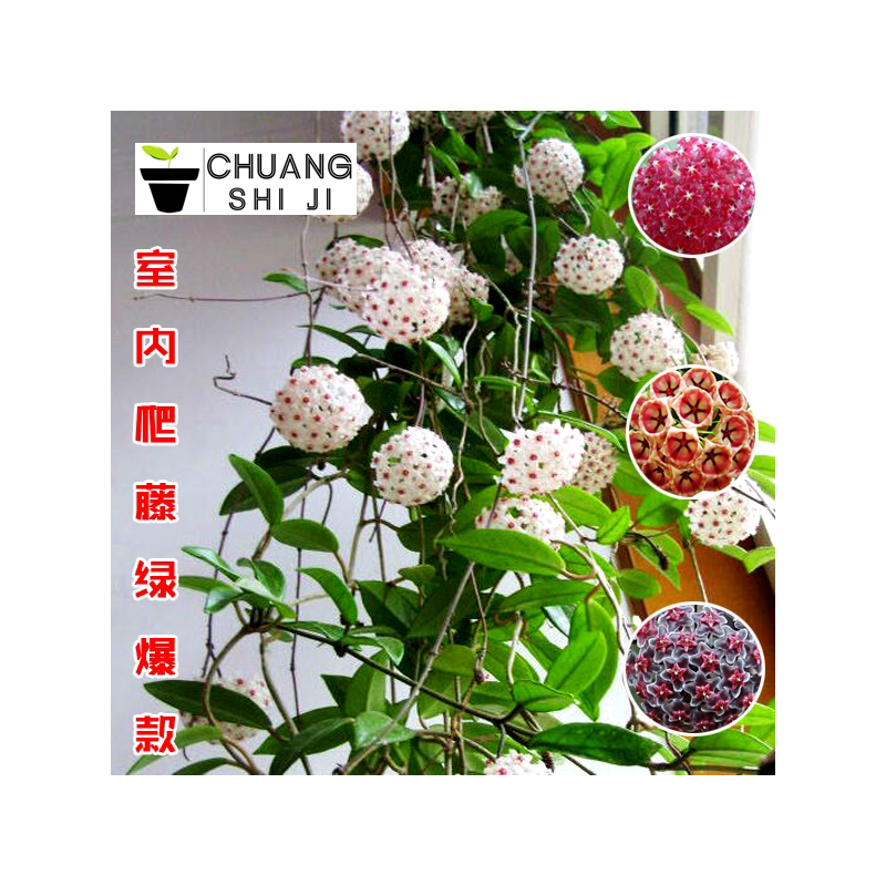 球兰花苗 室内爬藤吊兰盆栽花卉 绿叶花心球兰大苗攀援植物
