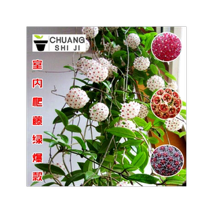 球兰花苗 室内爬藤吊兰盆栽花卉 绿叶花心球兰大苗攀援植物