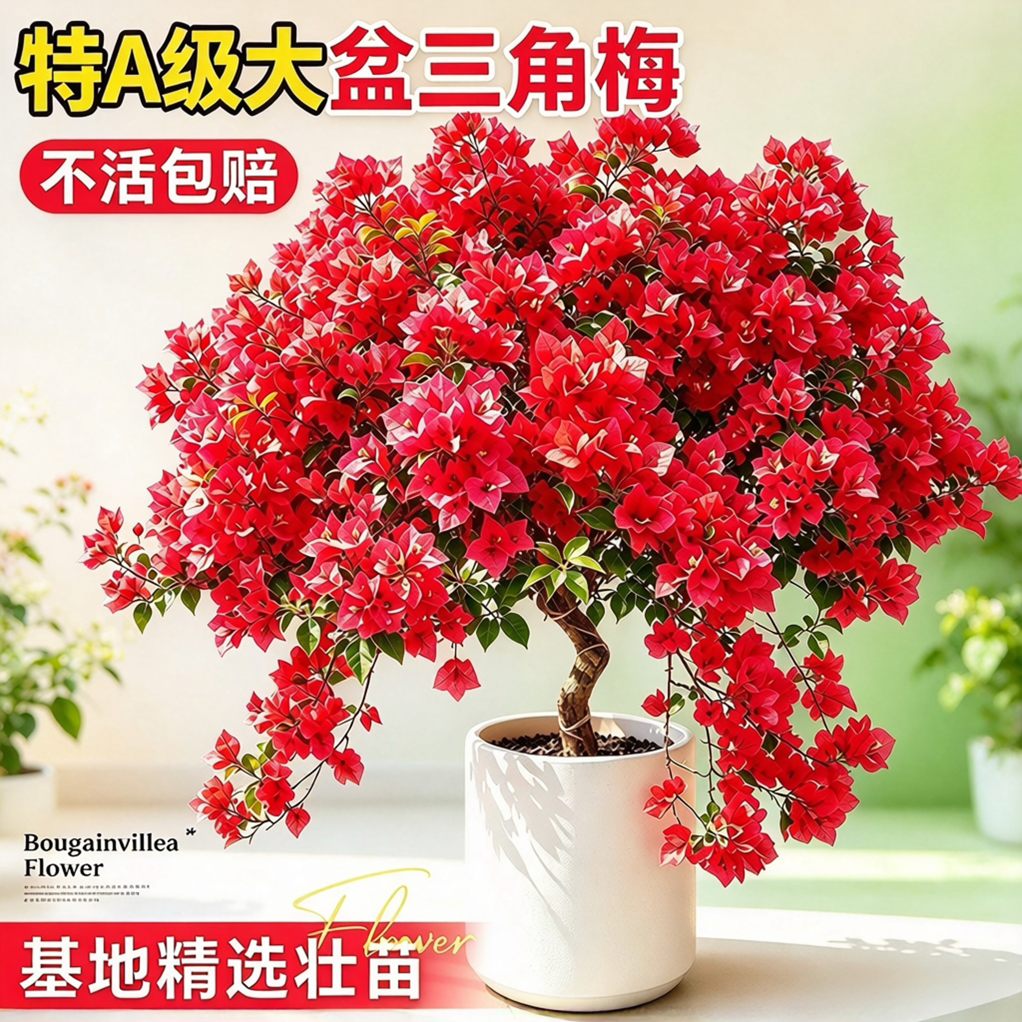 高端特大号带花三角梅盆栽
