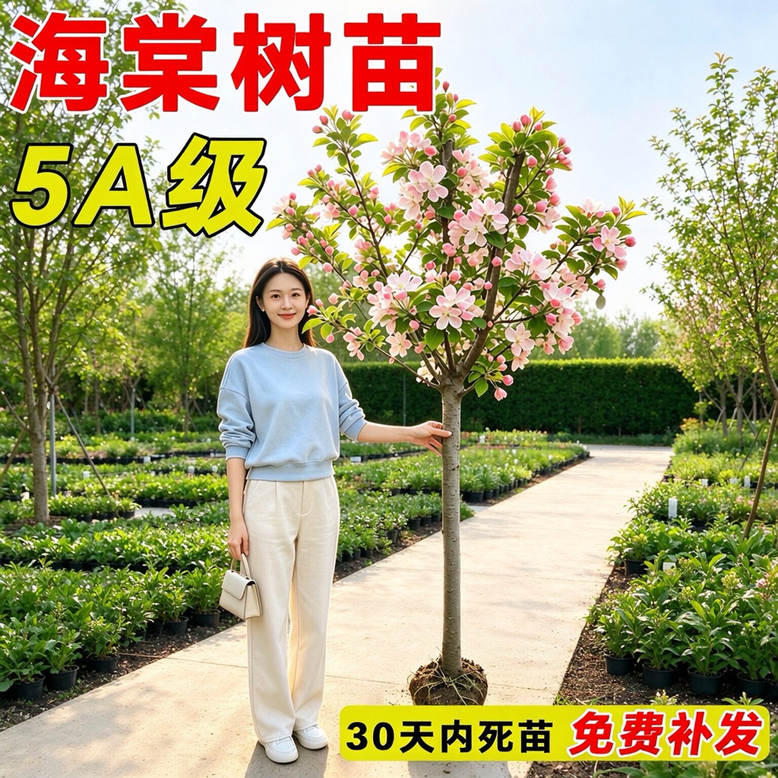 西府海棠树苗庭院室外地栽南北种植耐寒植物北美盆栽垂丝海棠花卉