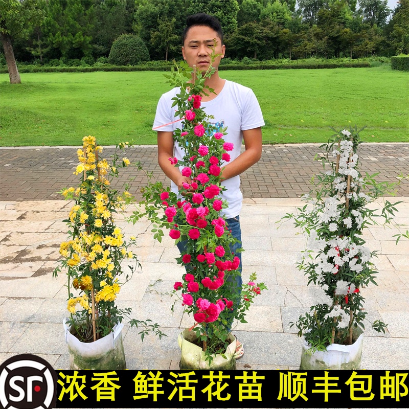 木香花爬藤阳台庭院四季开花浓香型