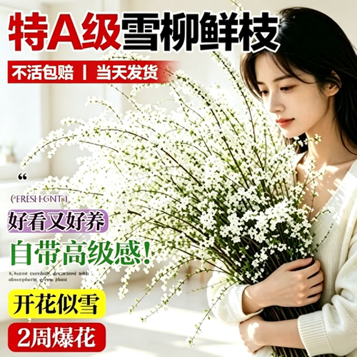 鲜枝雪柳龙柳干支水培室花