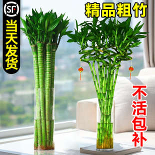 带根转运竹水养富贵竹节节高发财龙竹子水培植物客厅招财绿植盆栽